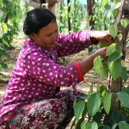 Day 12: Become a Mangrove Guardian: Supporting Coastal Restoration