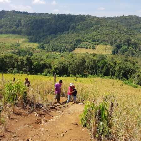 Sen Monorom, Elephants and jungle trek (Day 1) (Join in tour)