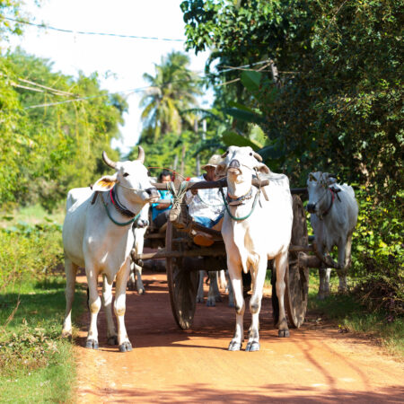 Culture and Wildlife 5