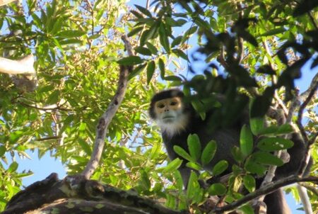 Sen Monorom, Elephants and jungle trek (Day 2)