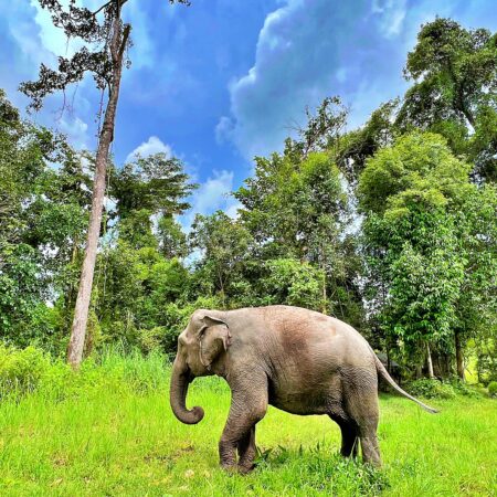 Day 4: Morning with the elephants - Kulen Forest Project