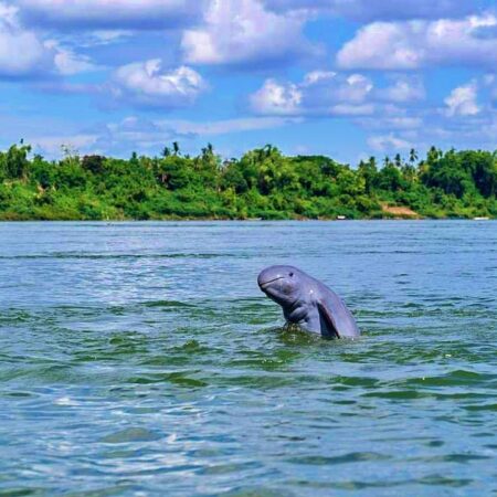 Chloung, Spot the dolphins