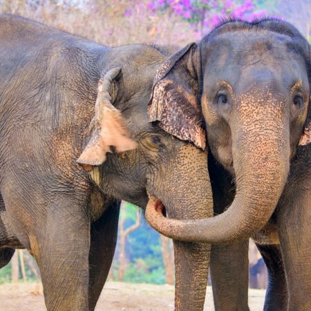 Chiang Mai, Lampang Legends & Impressions