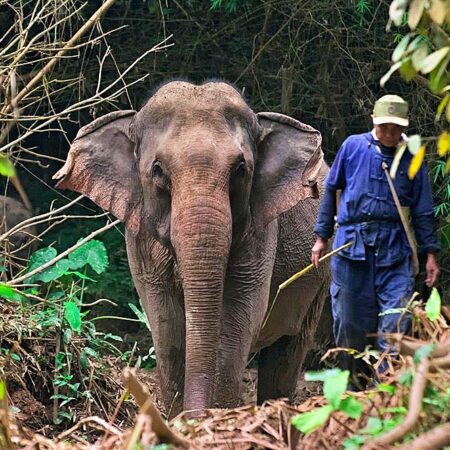 Luang Prabang, Elephant sanctuary and Mekong Sunset cruise